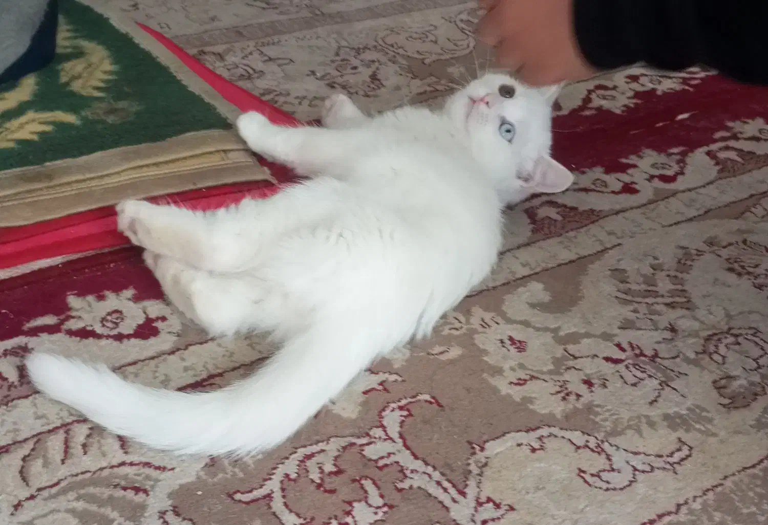 گربه لوس ماده اسکاتیش چشم دو رنگ|گربه|طرقبه, |دیوار