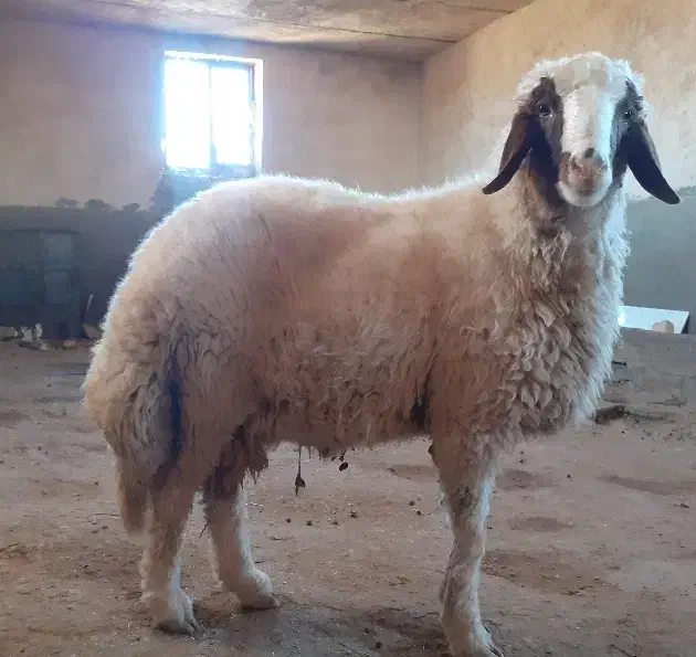 بره نر سنجابی پر خون و اصیل|حیوانات مزرعه|کرمانشاه, |دیوار