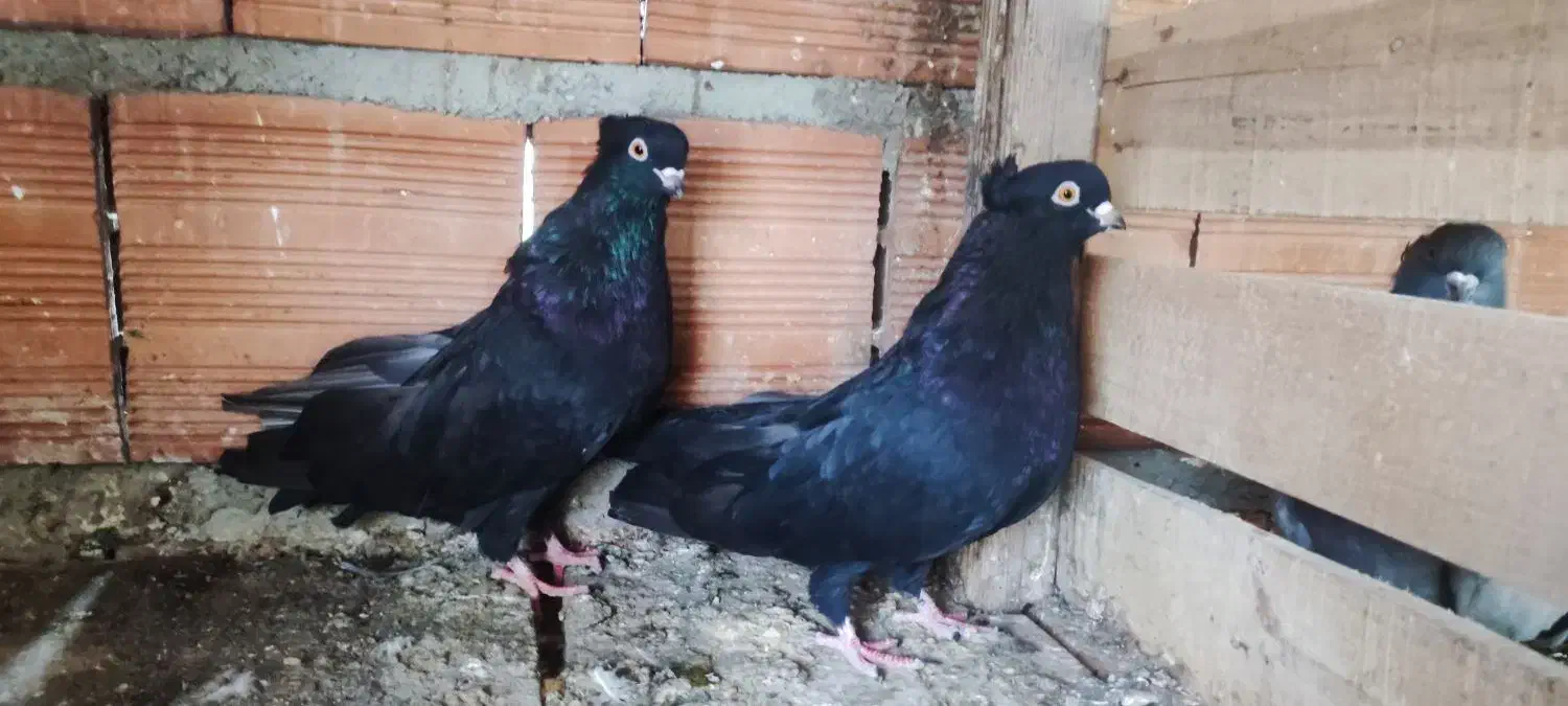 کبوتر زاغ جوجه کاکل|پرنده|قائم‌شهر, |دیوار