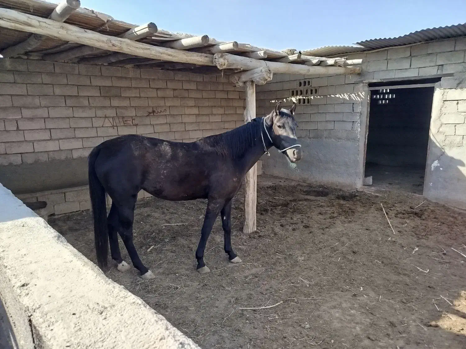 اسب|اسب و تجهیزات اسب‌سواری|آشخانه, |دیوار