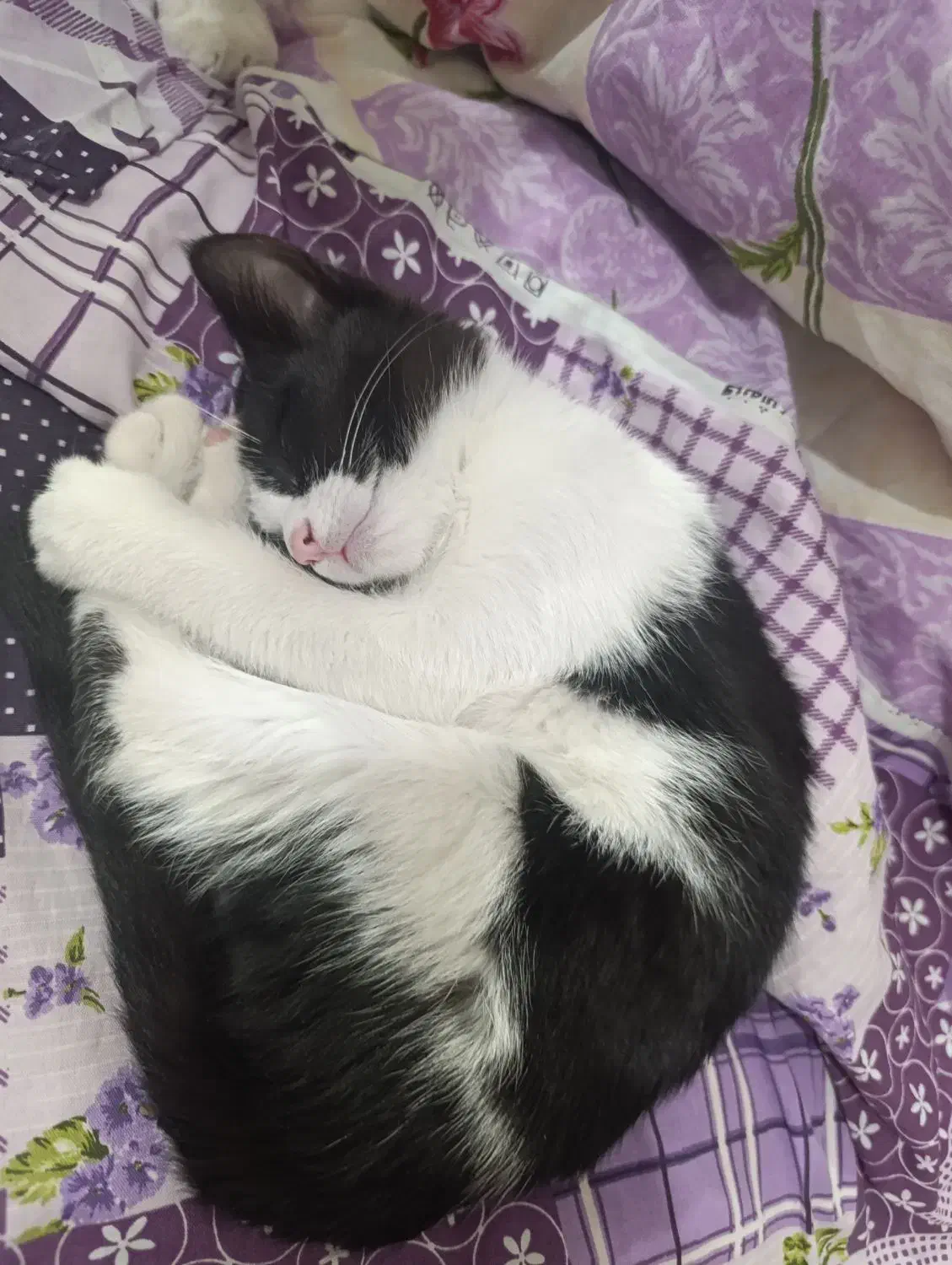 واگذاری گربه|گربه|اردبیل, |دیوار