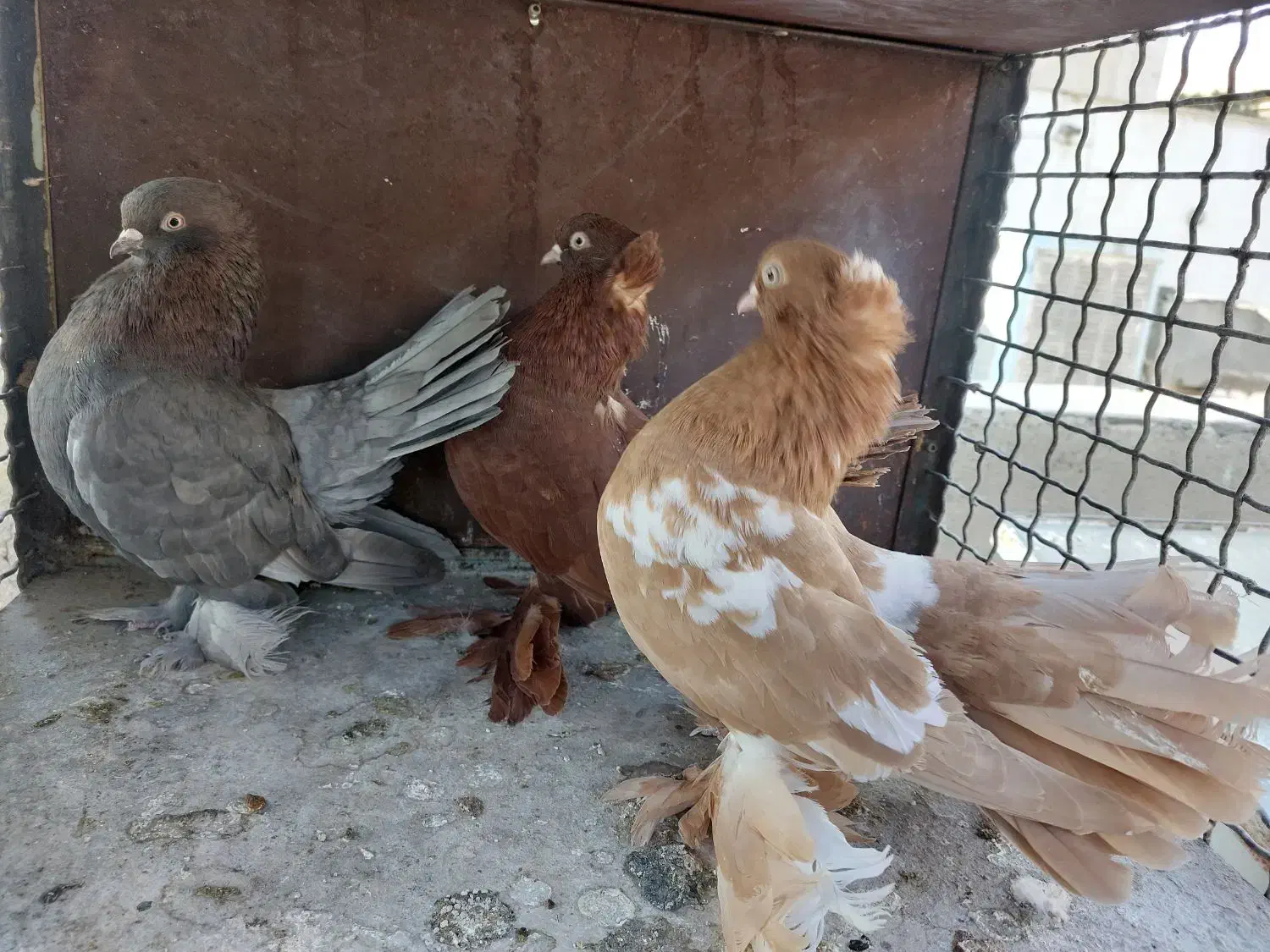 کبوتر یو|پرنده|تهران, سهروردی|دیوار