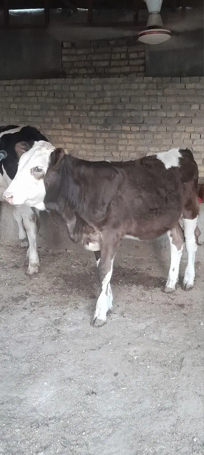 گوساله سمینتال آلمانی گاو|حیوانات مزرعه|اهواز, کوی ملی راه|دیوار