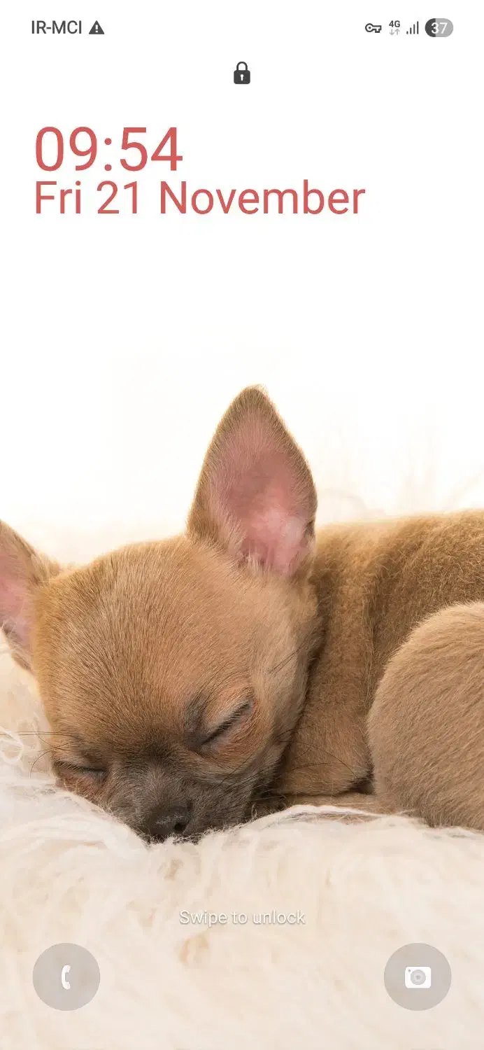 هاپو فروشی|سگ|دماوند, گیلاوند|دیوار