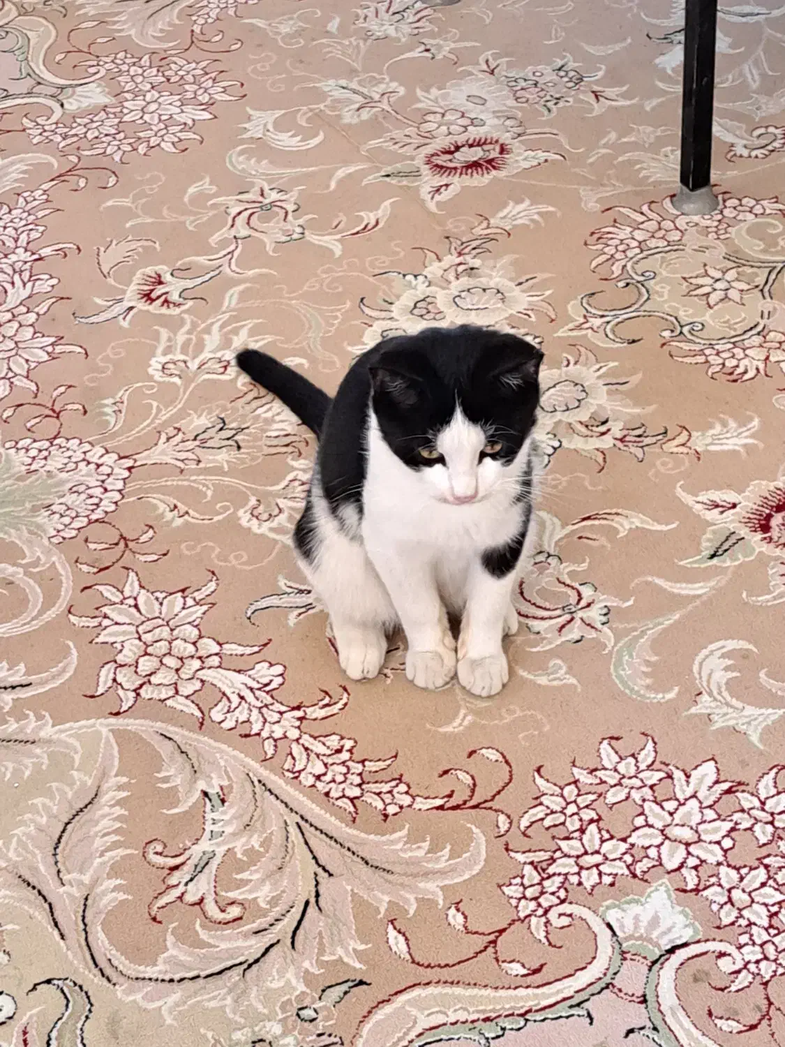 واگذاری گربه|گربه|بابلسر, |دیوار