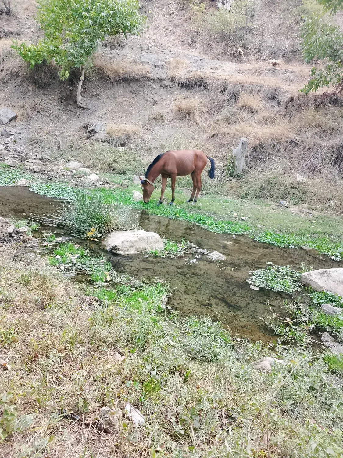 اسب سالم|اسب و تجهیزات اسبسواری|سردشت, |دیوار