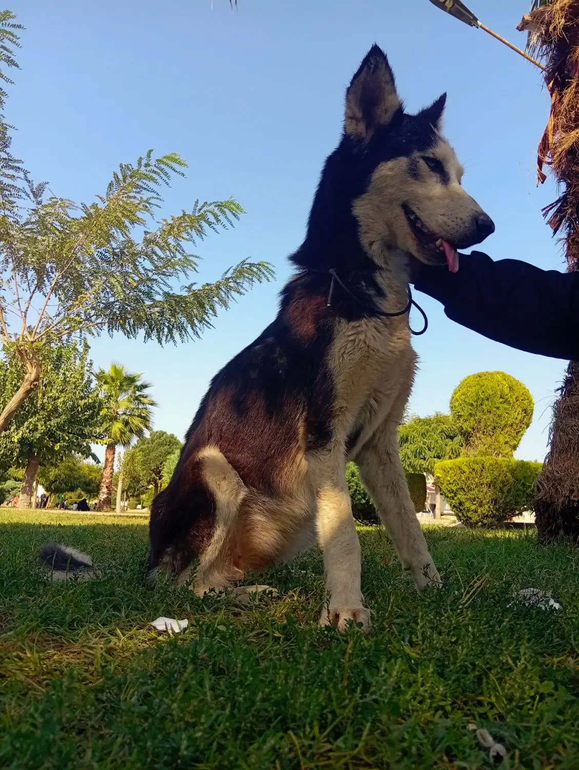 هاسگی|سگ|گنبد کاووس, |دیوار