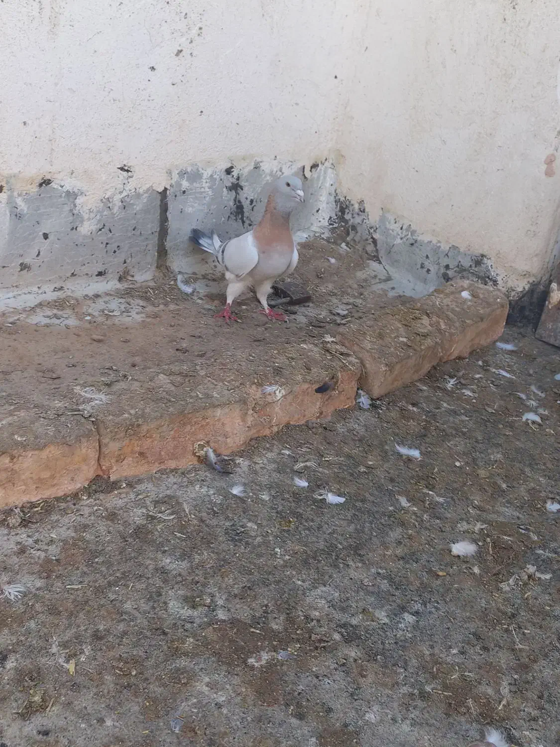 دوتا کبوتر|پرنده|اسفراین, |دیوار