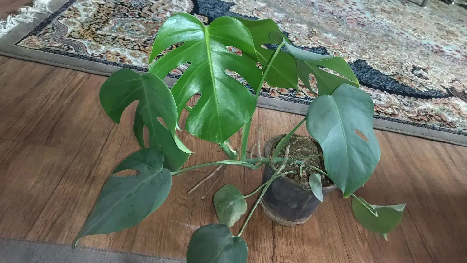 برگ انجیری و موسی درگهواره|گل و گیاه طبیعی|نیشابور, کوی فرهنگیان|دیوار