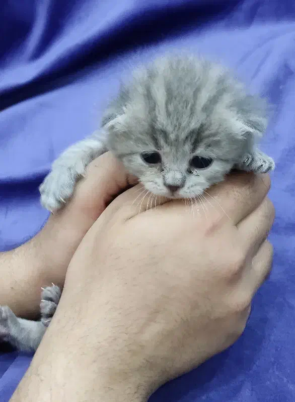 توله گربه اسکاتیش بریتیش|گربه|اهواز, معین زاده|دیوار