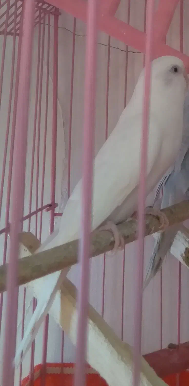 مرغ ماده فروشی آماده قبلن ۱۰ تا جوجه داده|پرنده|بروجرد, |دیوار