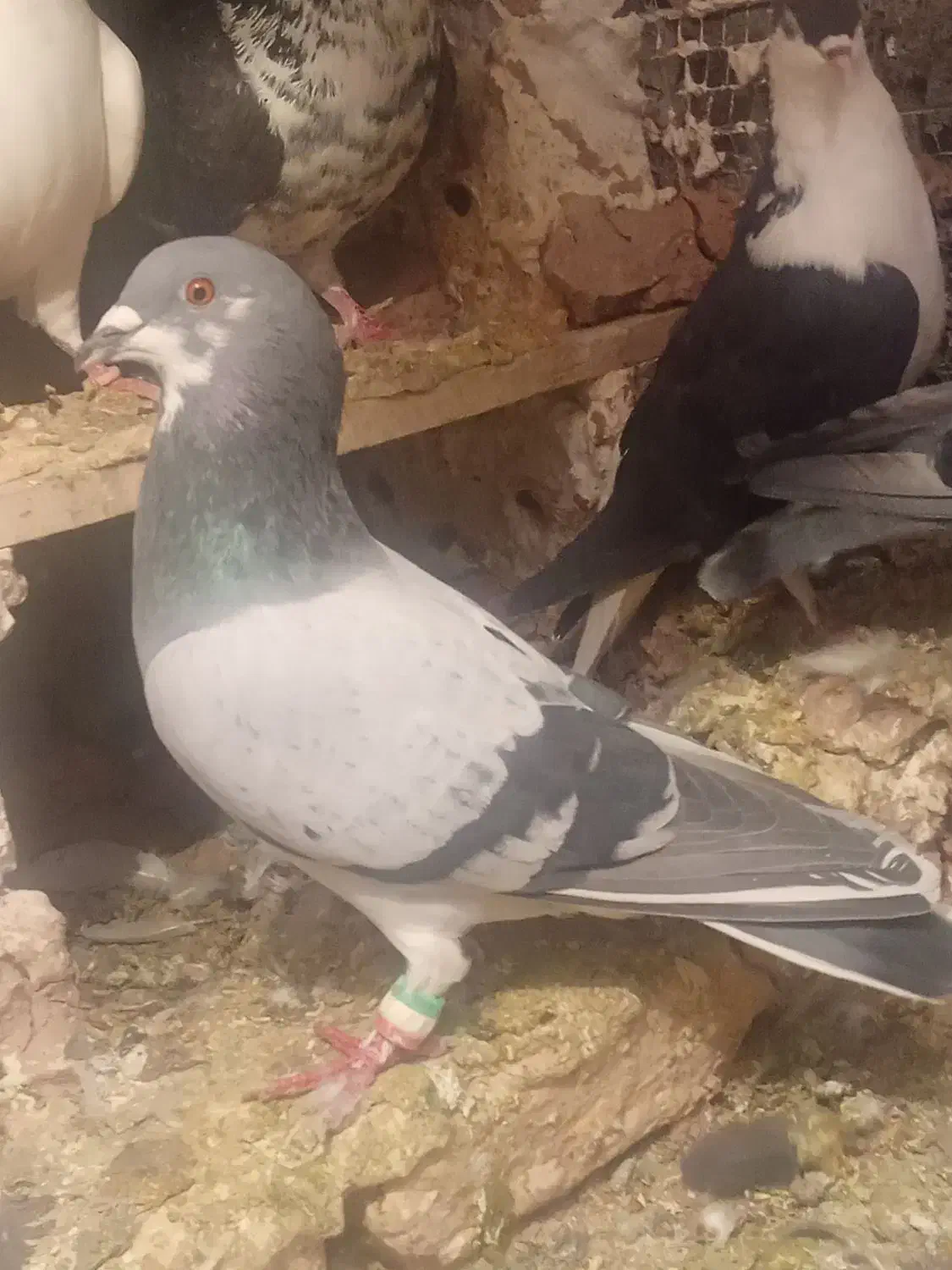 سلام به عشقبازان جفت نرو ماده به فروش میرسد|پرنده|تربت جام, جامرود|دیوار