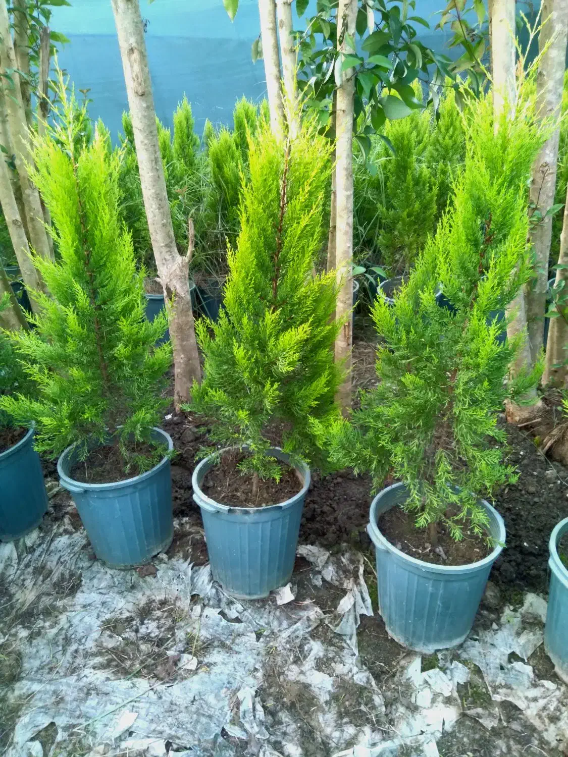 فروش انواع گل و گیاه|گل و گیاه طبیعی|رامسر, |دیوار