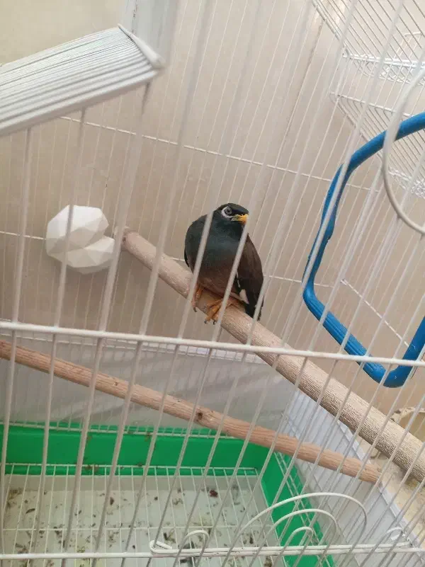 مرغ مینا|پرنده|مشکیندشت, |دیوار