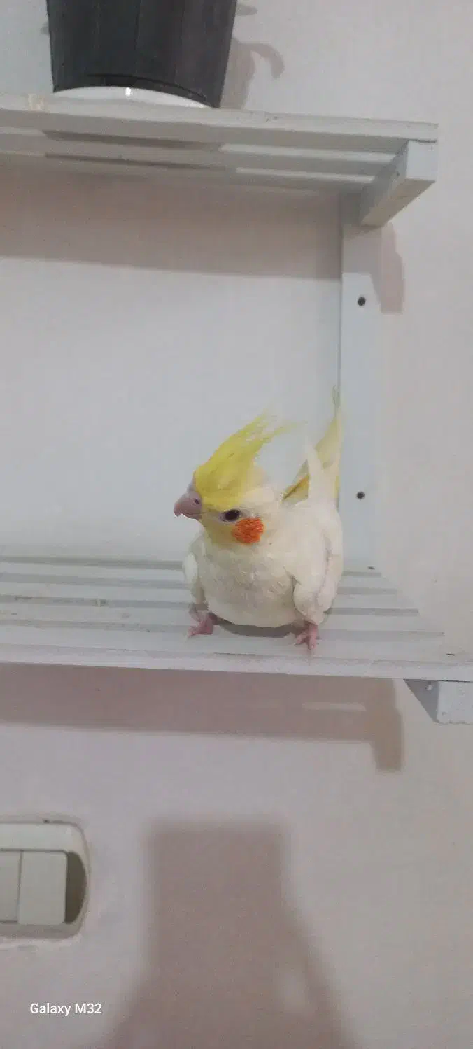 عروس هلندی جوجه وبالغ|پرنده|رشت, پاره بیجار|دیوار