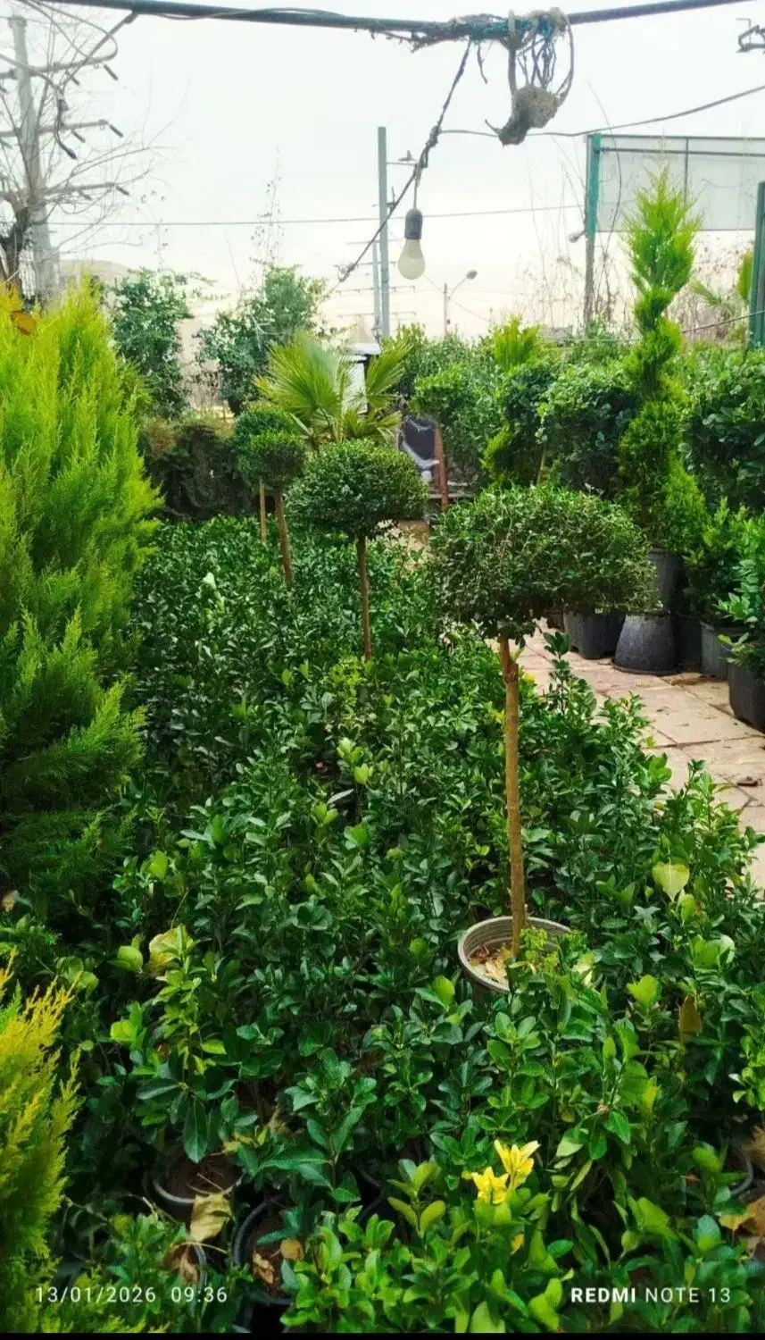 باغبانی ودرختکاری حرس کاری|خدمات باغبانی و درختکاری|تهران, اختیاریه|دیوار