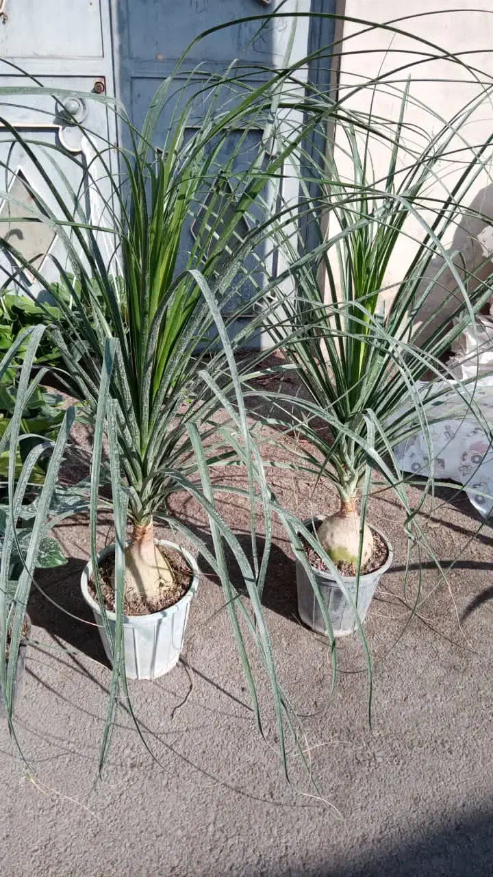 گلفروشی داداشی|گل و گیاه طبیعی|پاکدشت, پاکدشت (مامازند)|دیوار