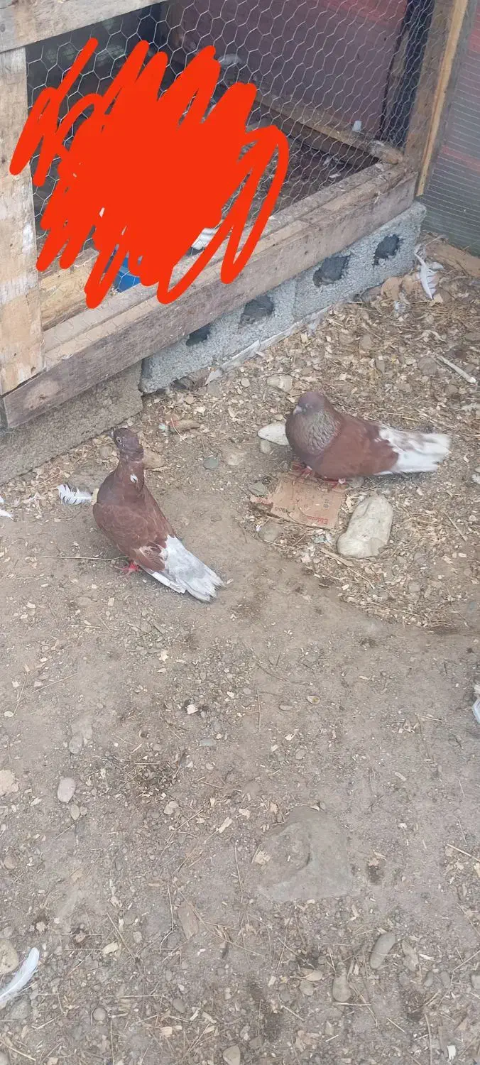 6عدد کبوتر برای فروش|پرنده|ماسال, |دیوار