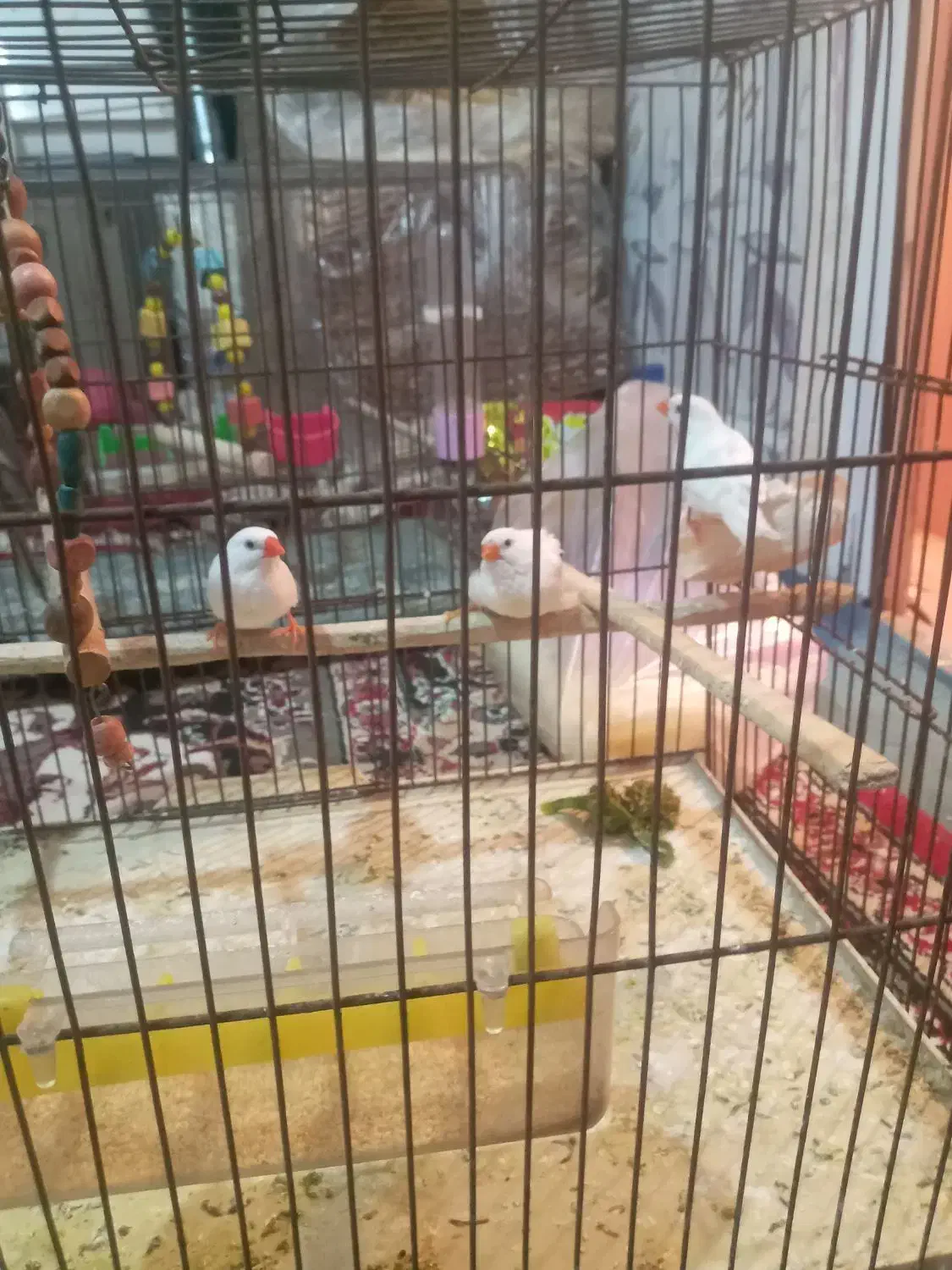 سه عدد فینج|پرنده|مرند, |دیوار