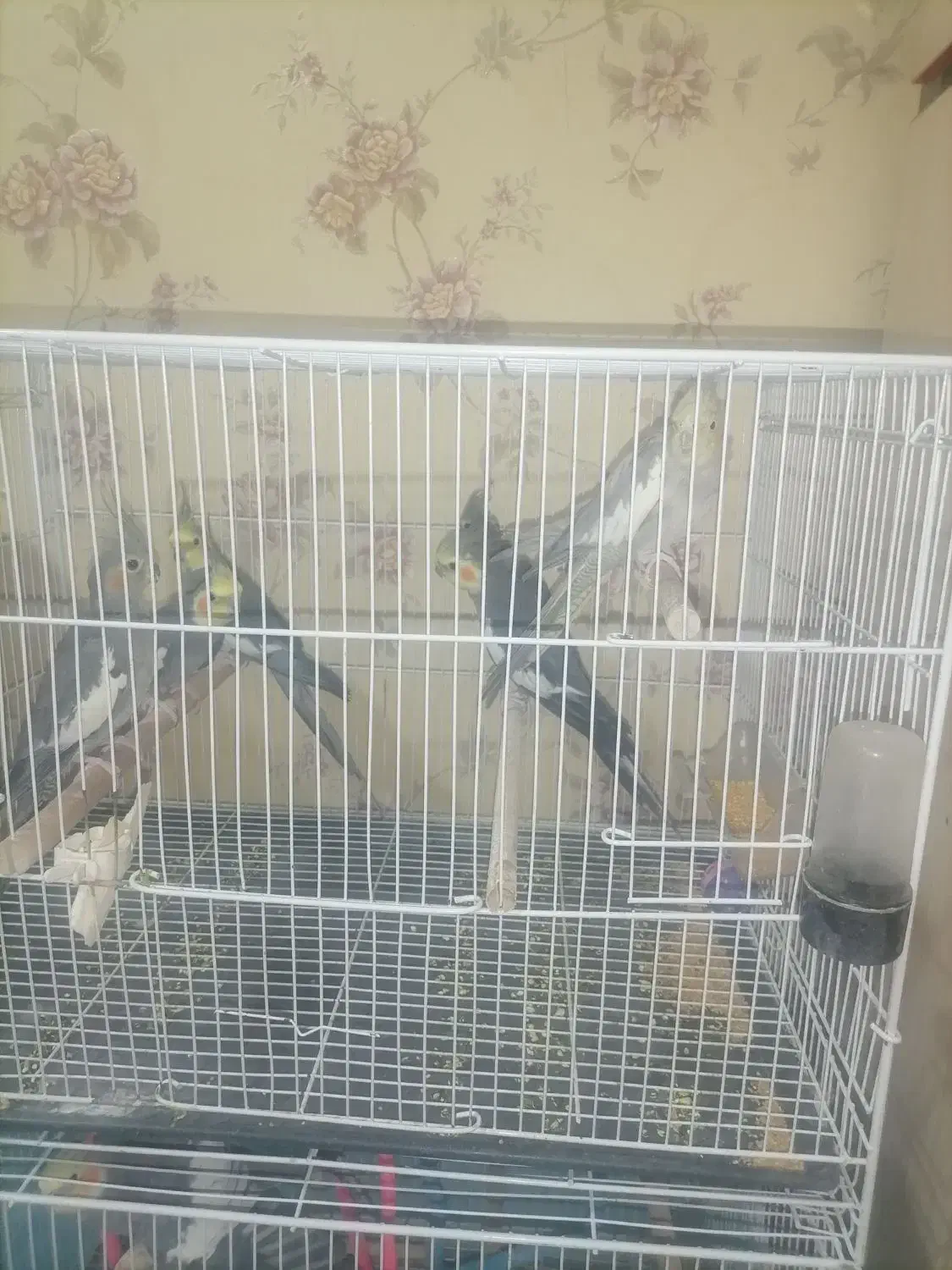 پرنده های سخن گو|پرنده|آزادشهر, |دیوار