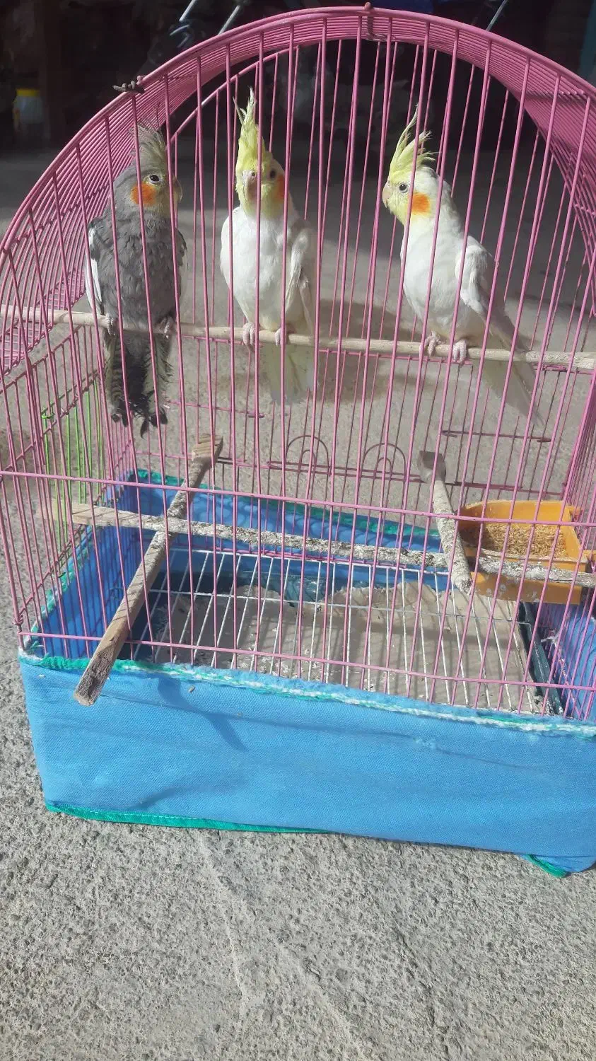 عروس هلندی|پرنده|خوی, |دیوار