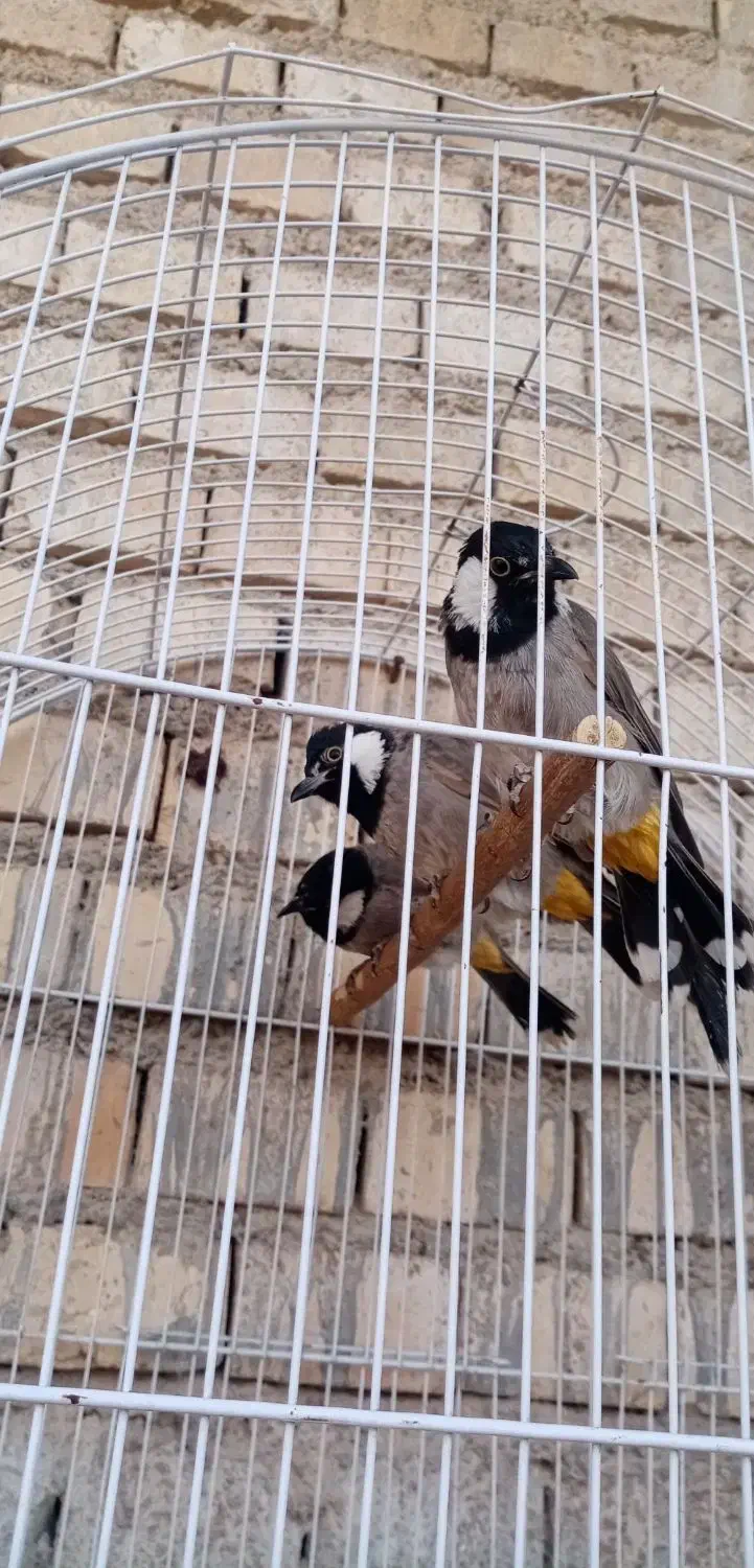 قاری دم زرد|پرنده|کارون, |دیوار