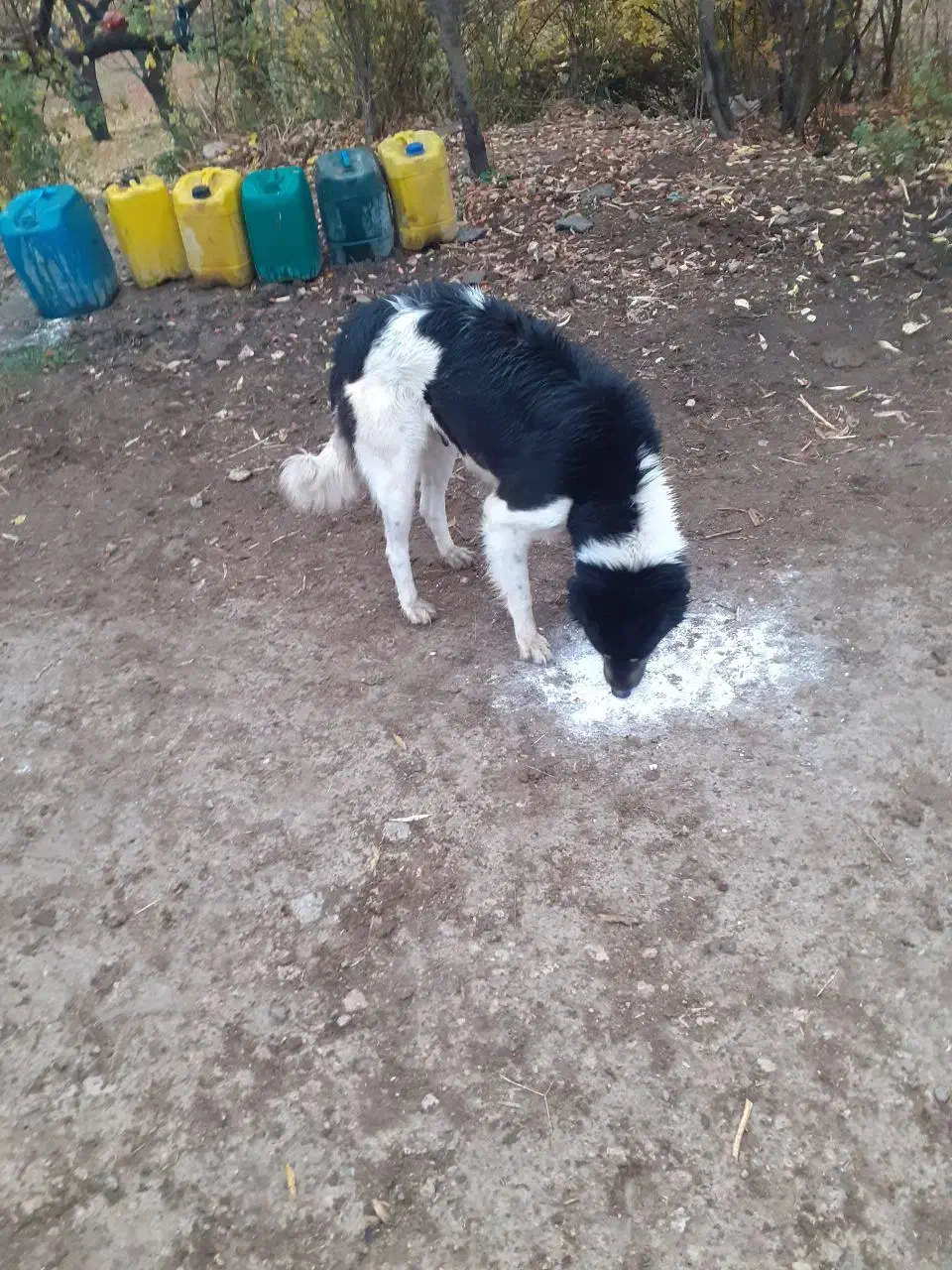 سَگ|سگ|سلماس, |دیوار