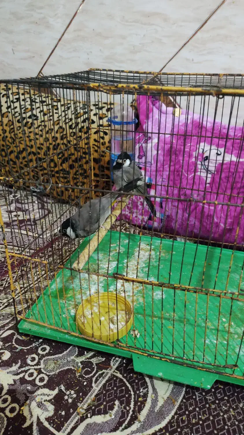 قناری عربی|پرنده|خرمشهر, |دیوار