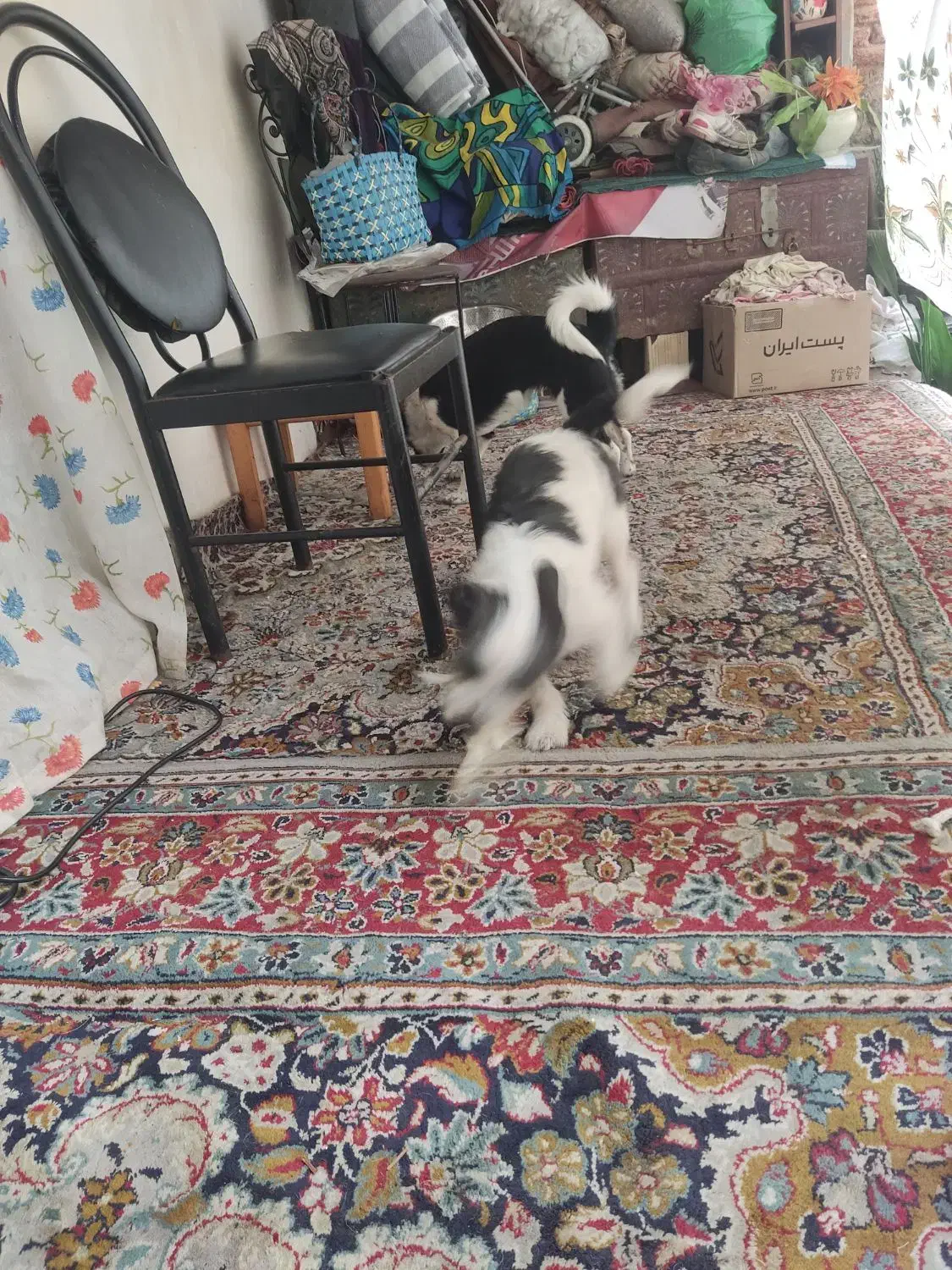 سگ پاکوتاه|سگ|لاهیجان, لیالستان|دیوار