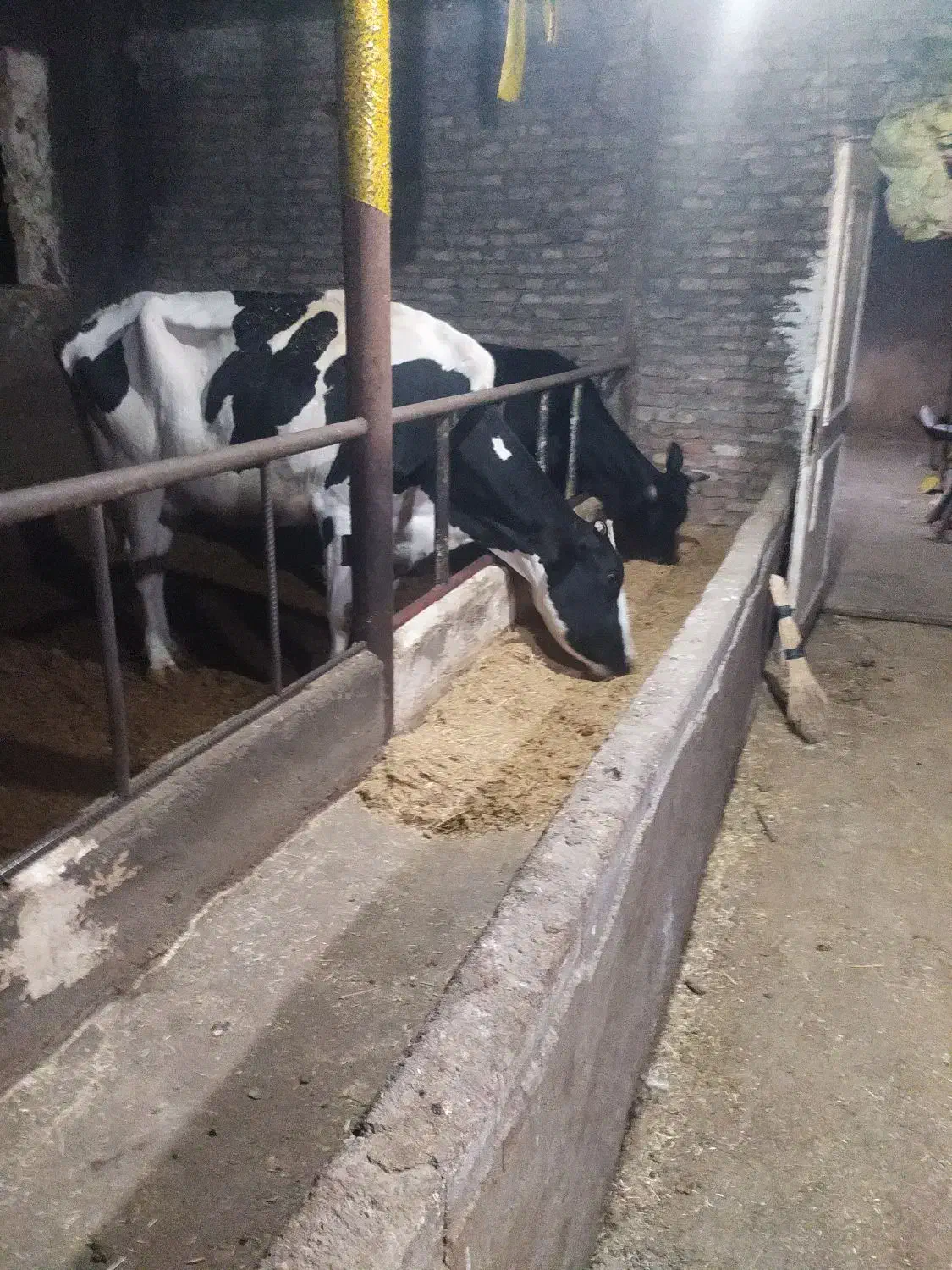 گوساله گاو سیمنتال|حیوانات مزرعه|باسمنج, |دیوار