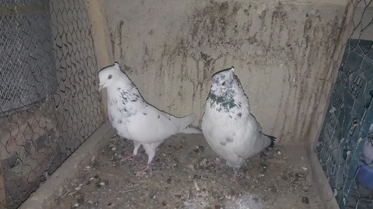 کبوتر|پرنده|چهاردانگه (تهران), |دیوار