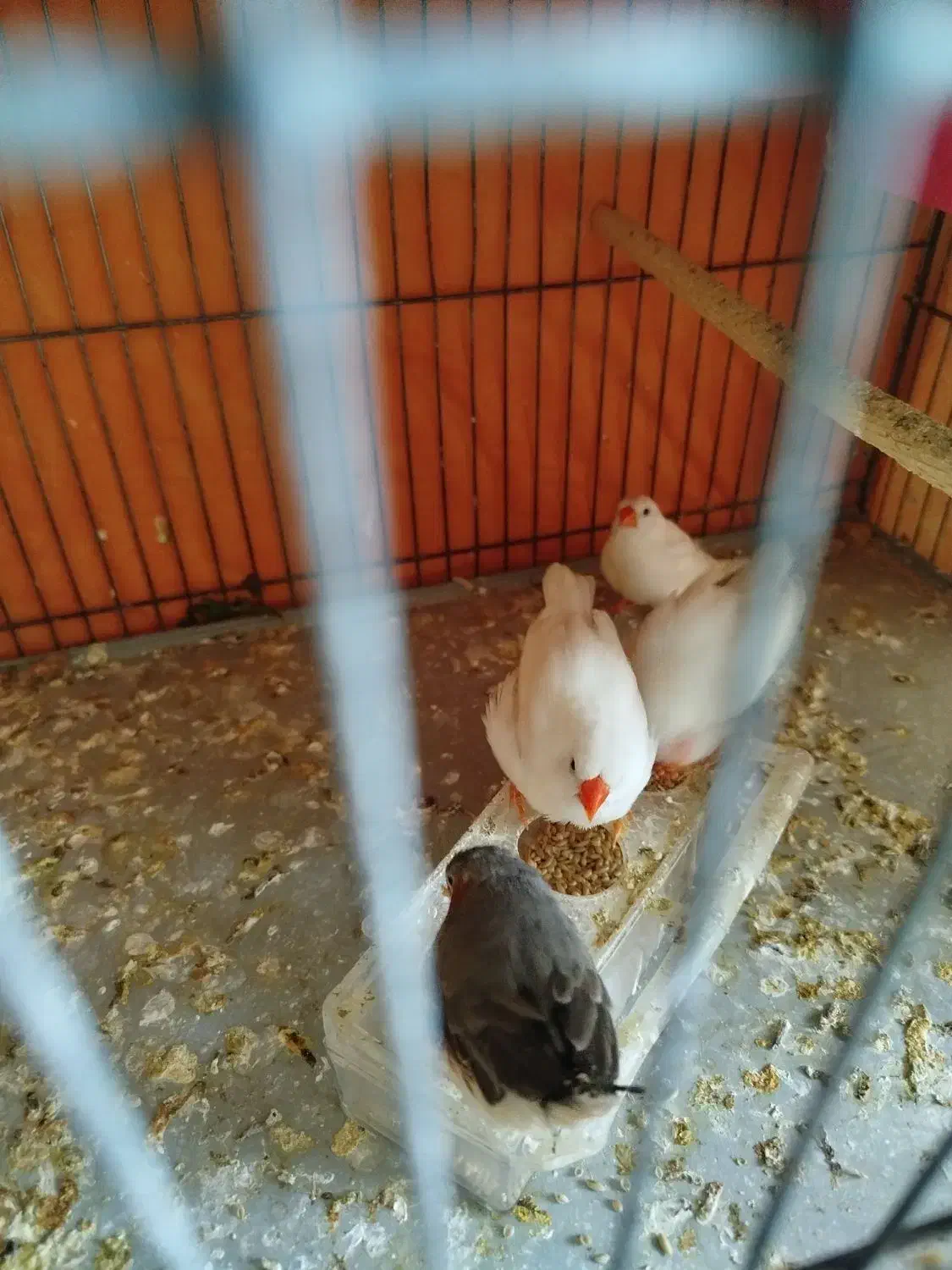 فنج|پرنده|قم, چهار مردان|دیوار