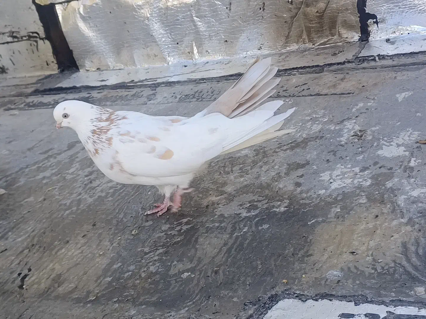 10 عدد کبوتر فروشی|پرنده|سردشت, |دیوار