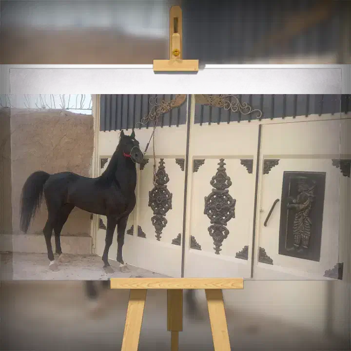 قیماق کرد خالص|اسب و تجهیزات اسب‌سواری|فولادشهر, سایت صنعتی کاوه|دیوار