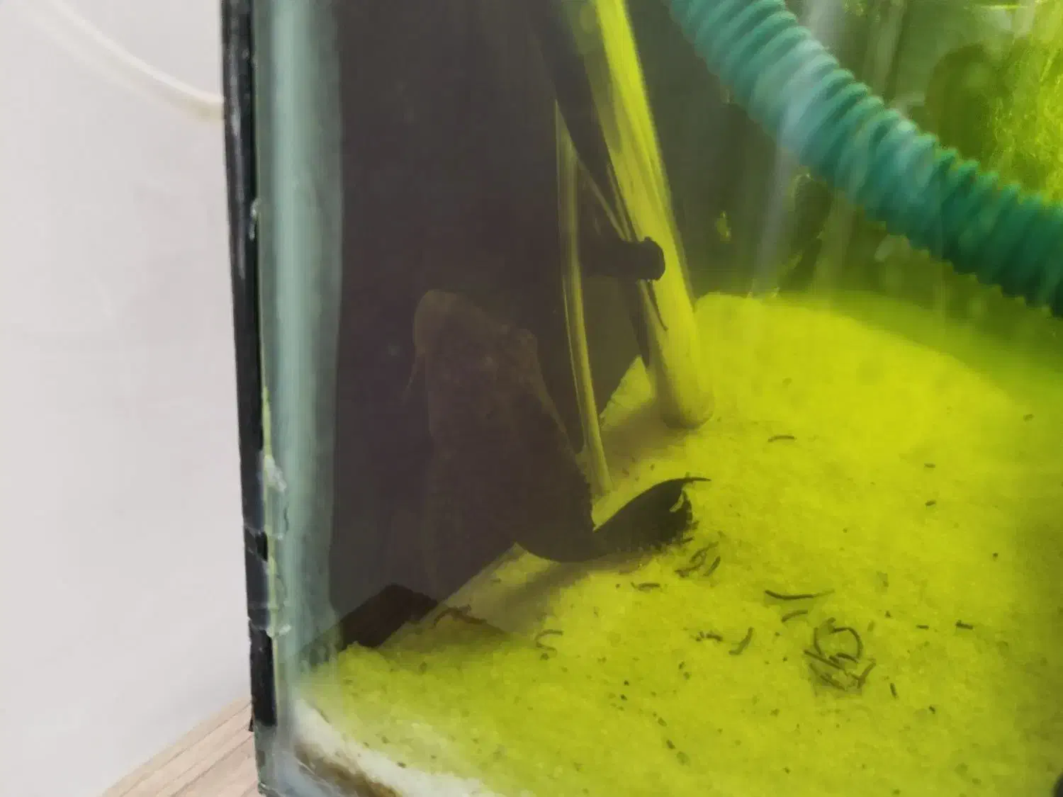 ماهی اسکار بزرگ 3عدد و2عدد لجن خوار اسپورت|ماهی|خوی, |دیوار