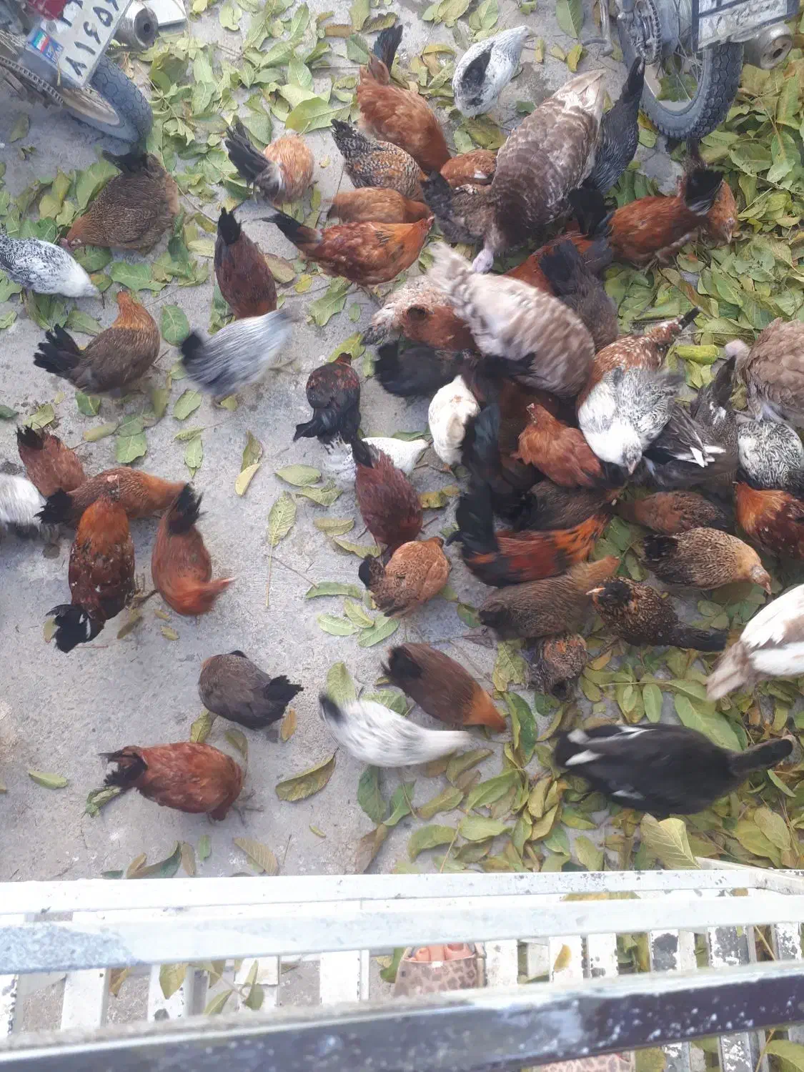 فروش مرغ دو رگه گلین وکردی اصل|حیوانات مزرعه|بلبان آباد, |دیوار