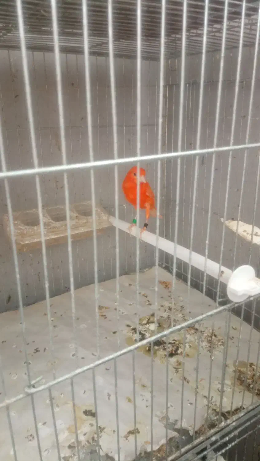 قناری|پرنده|اردبیل, |دیوار