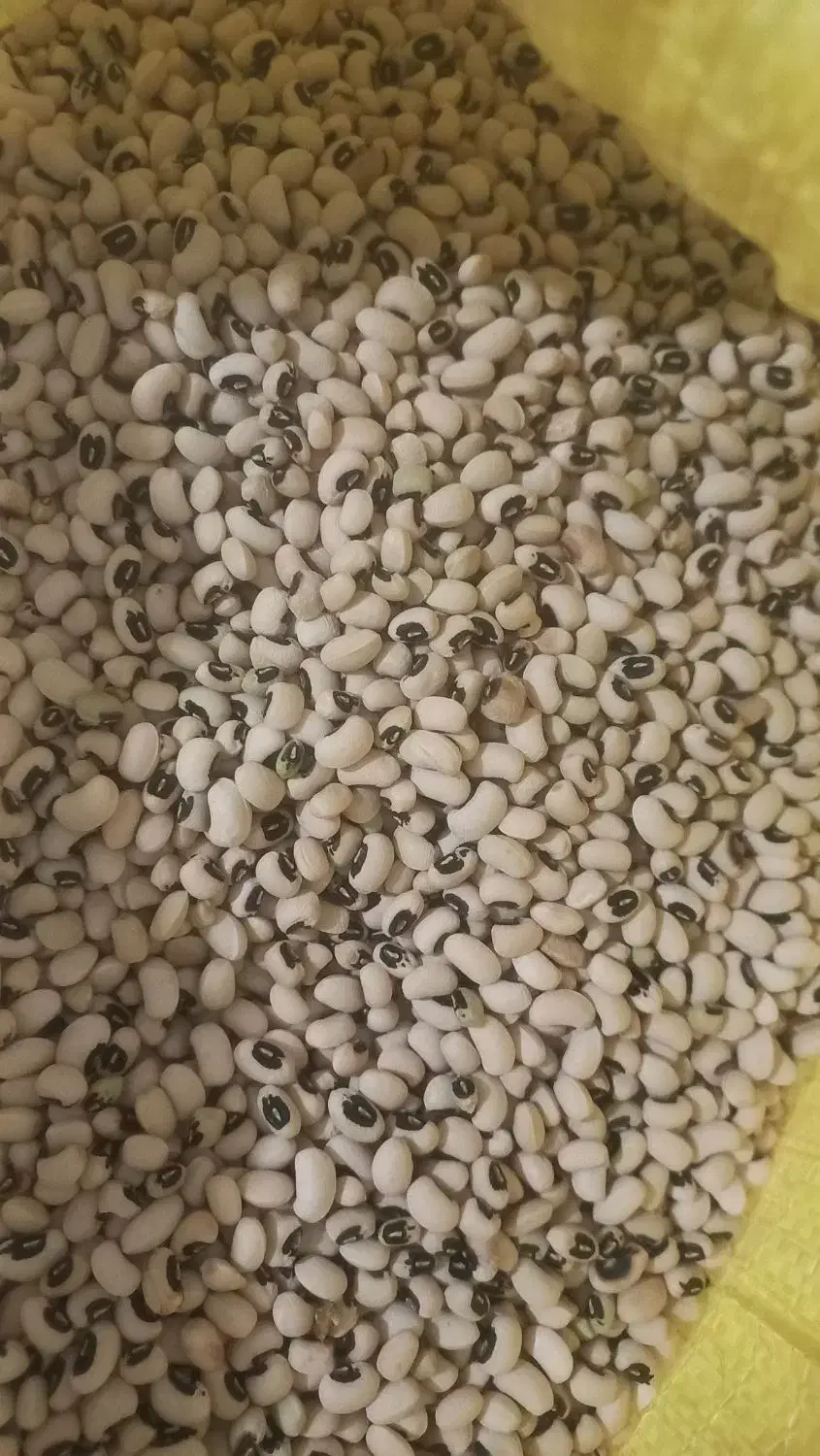 لوبیا چشم بلبلی ولوبیا کشاورزی پلویی دست چین|خوردنی و آشامیدنی|دره شهر, |دیوار