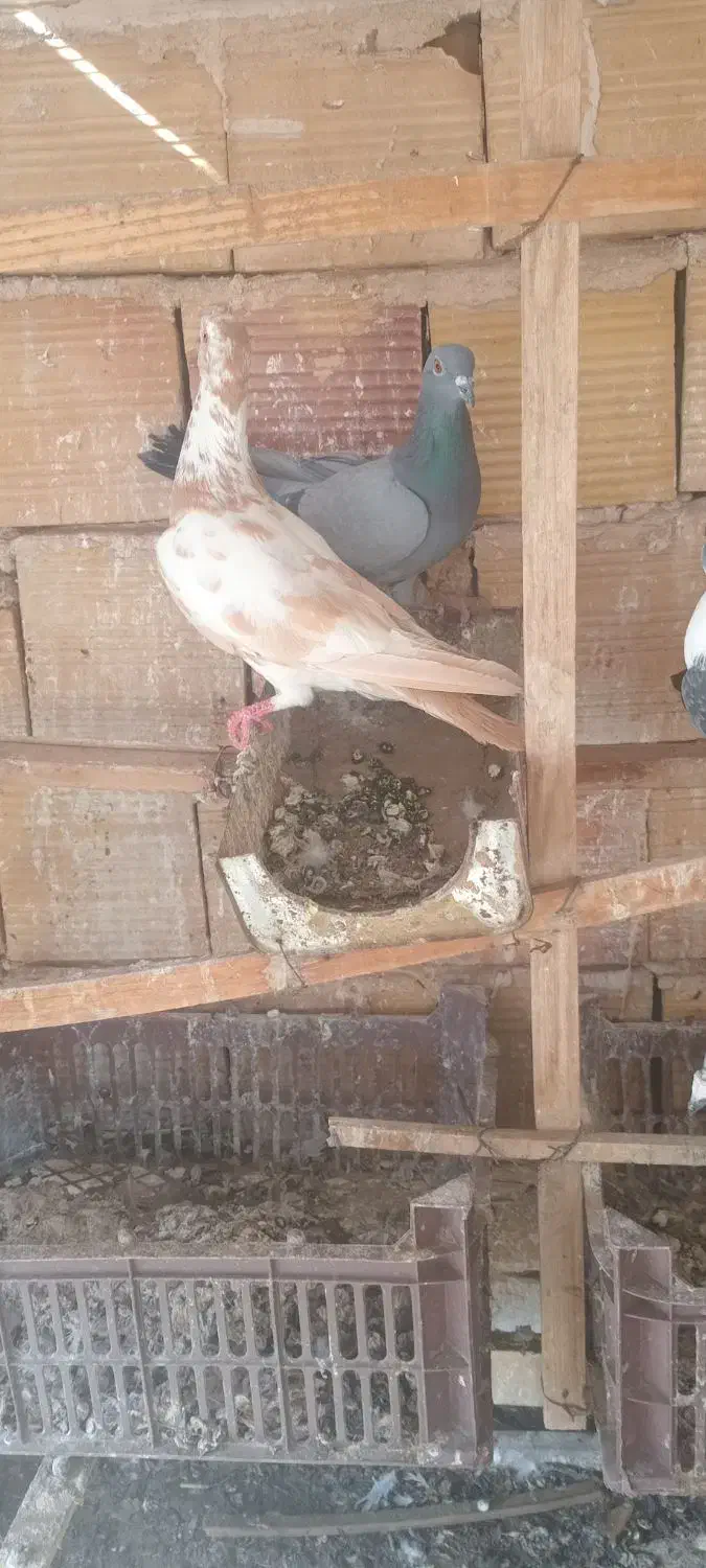 پرنده|پرنده|تربت‌حیدریه, منظر|دیوار