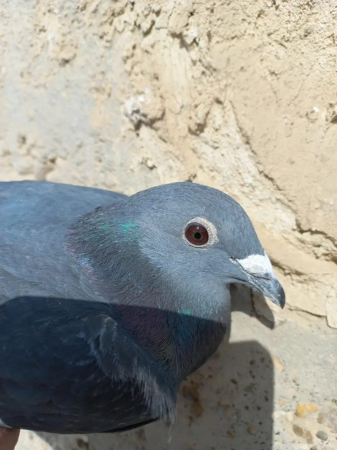 نرجان اردن|پرنده|زهک, |دیوار