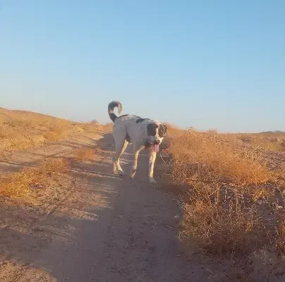 واگذاری حیون نر وماده|سگ|تربت جام, جلگه موسی آباد|دیوار
