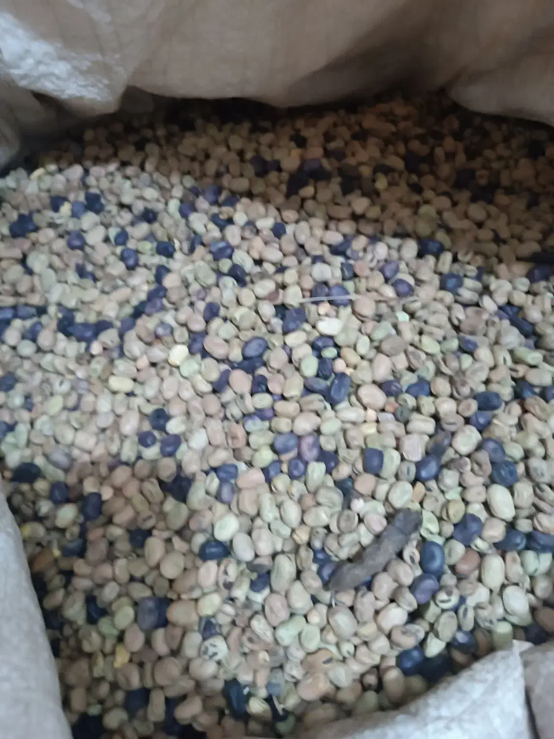 باقالی امسالی مناسب کشت|خوردنی و آشامیدنی|نیشابور, شهرک رسولی|دیوار