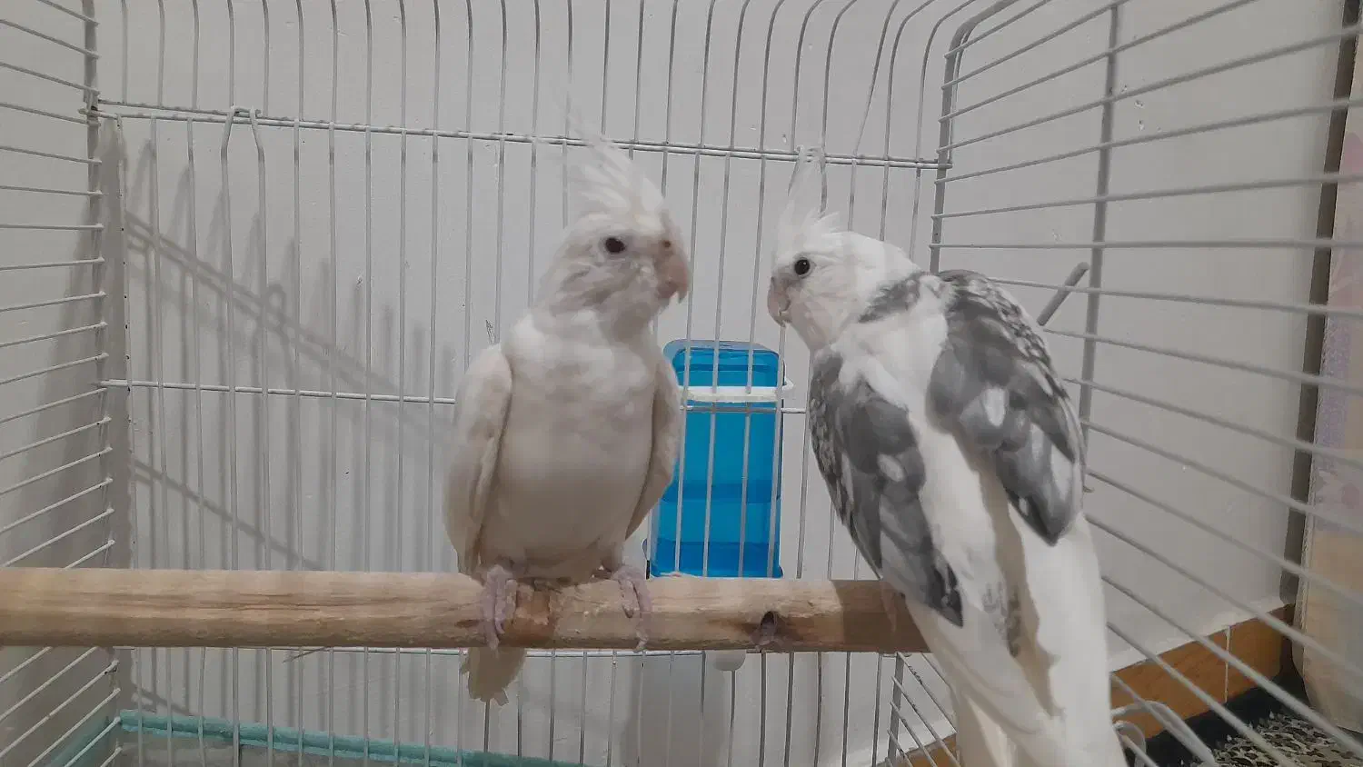 طوطی عروس آلبینو مولد|پرنده|رشت, نظری|دیوار