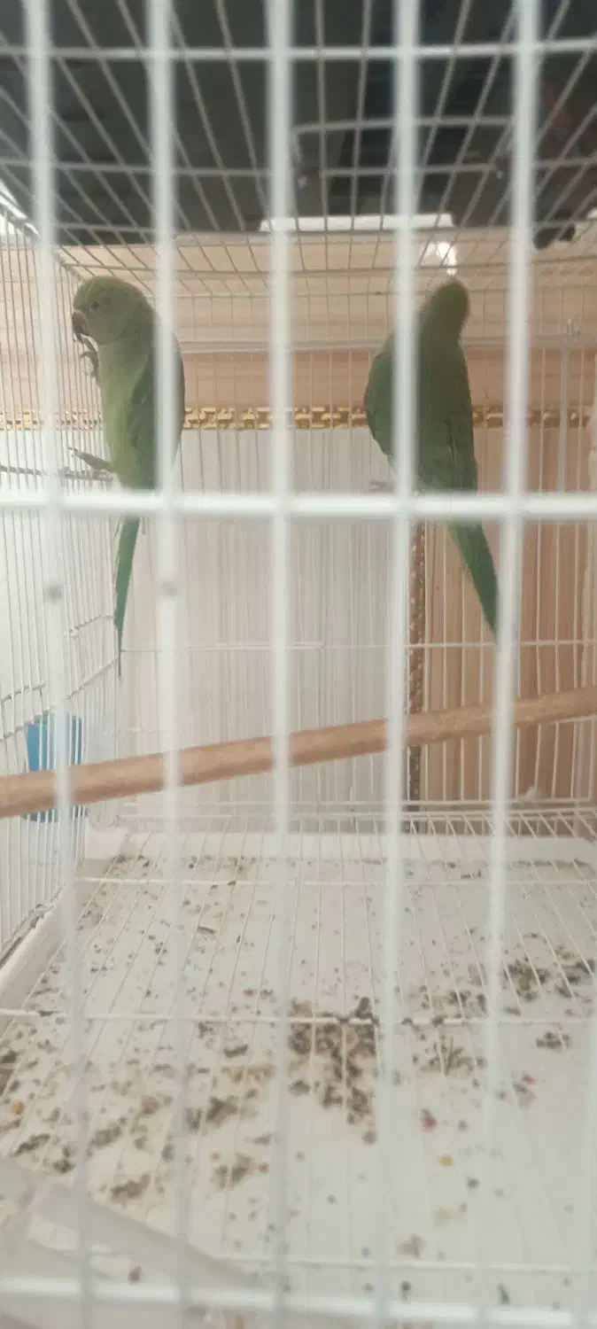 طوطی|پرنده|زهک, |دیوار