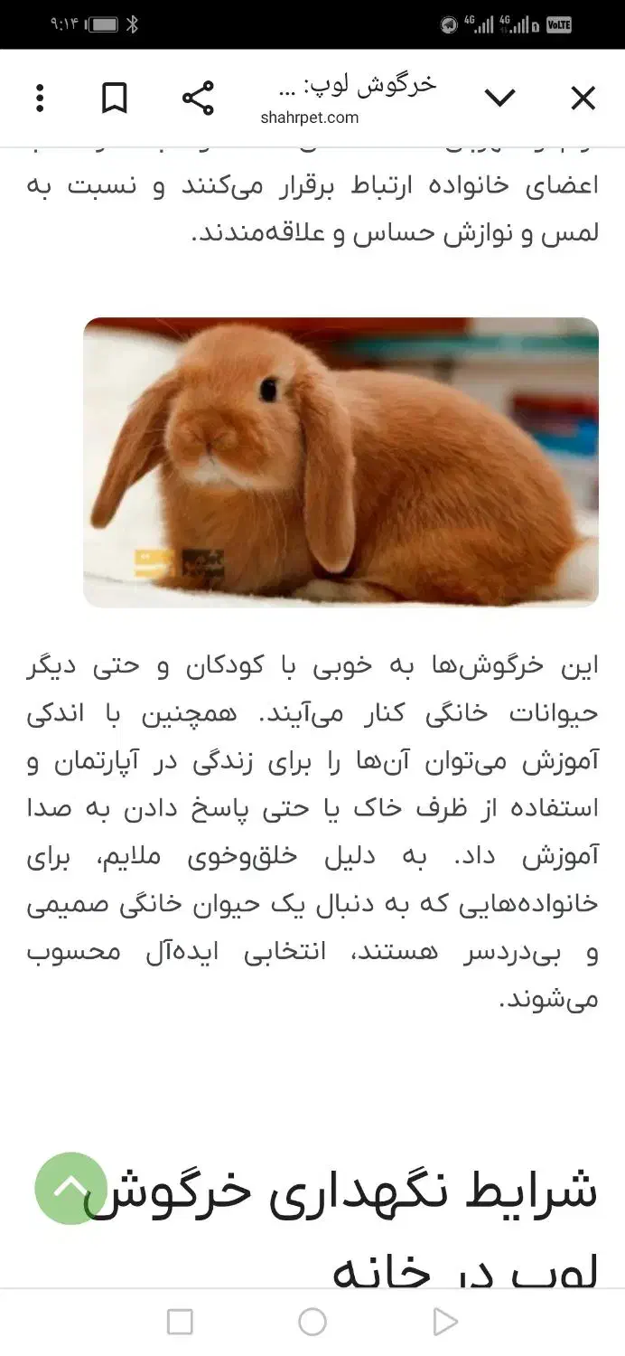 خرگوش لوپ مینیاتوری فرانسوی وانگلیسی|موش و خرگوش|تایباد, |دیوار