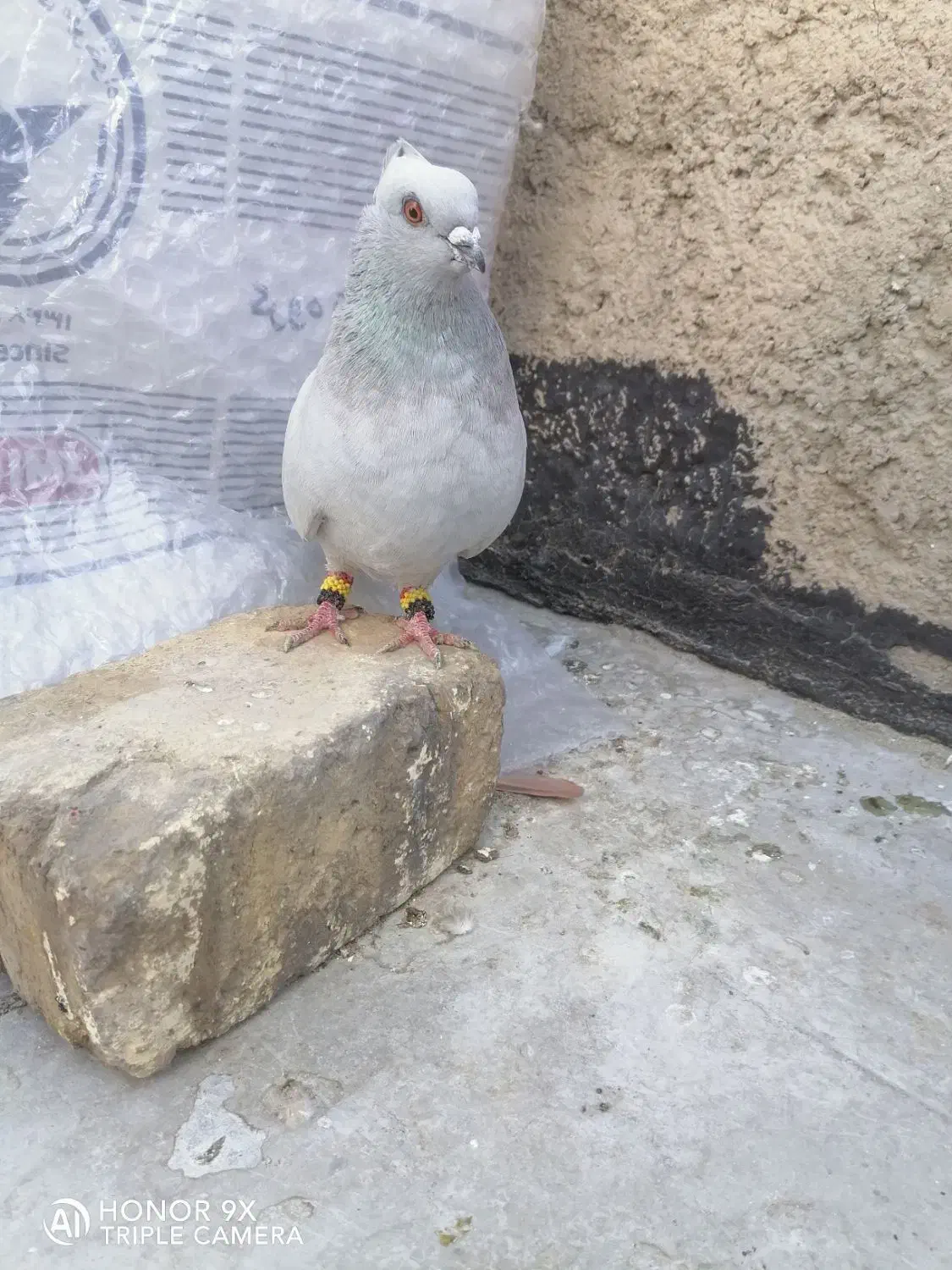 کفتر سبز شامی. وسیاه و  یال و پشت سیاه..|پرنده|شیراز, سعدیه شمالی|دیوار