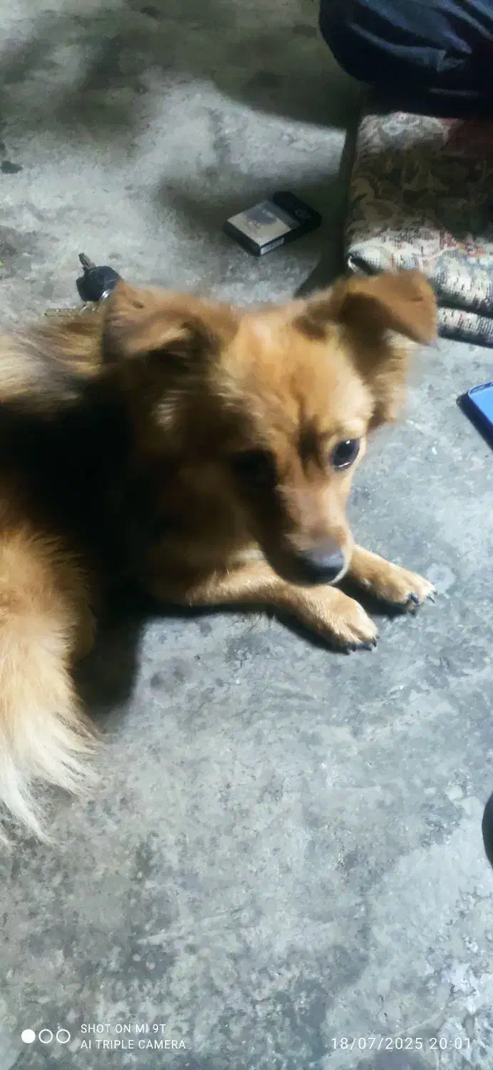 سگ اشپیتز گمشده،|سگ|کرمانشاه, |دیوار