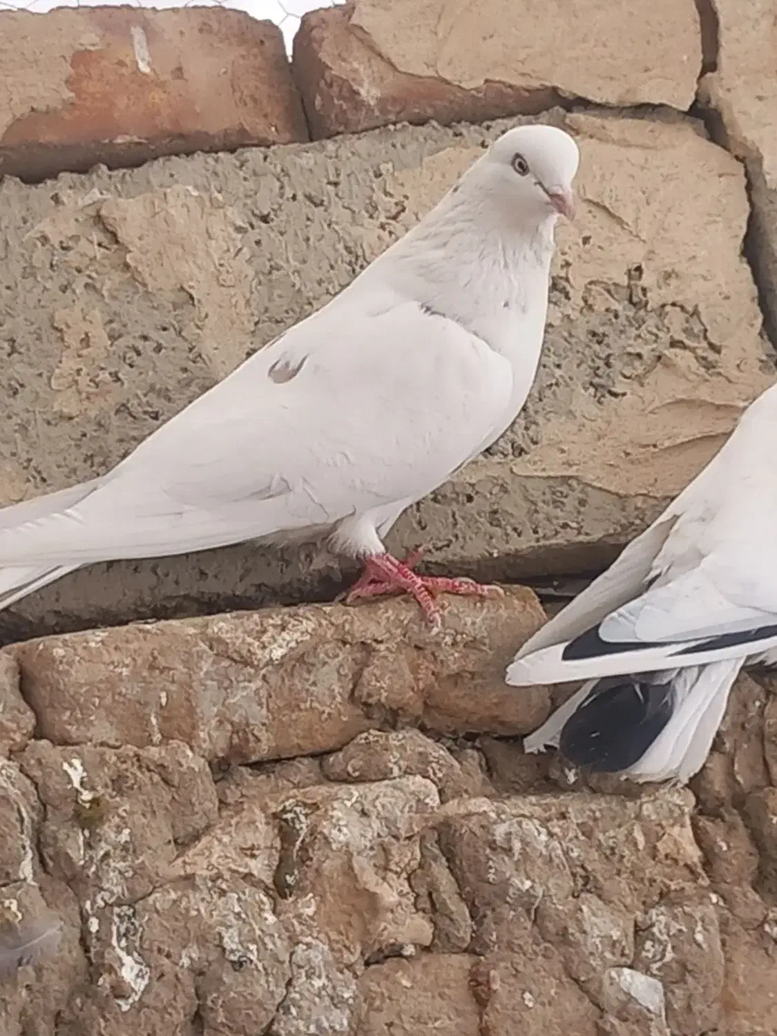 کبوتر|حیوانات|سلماس, |دیوار