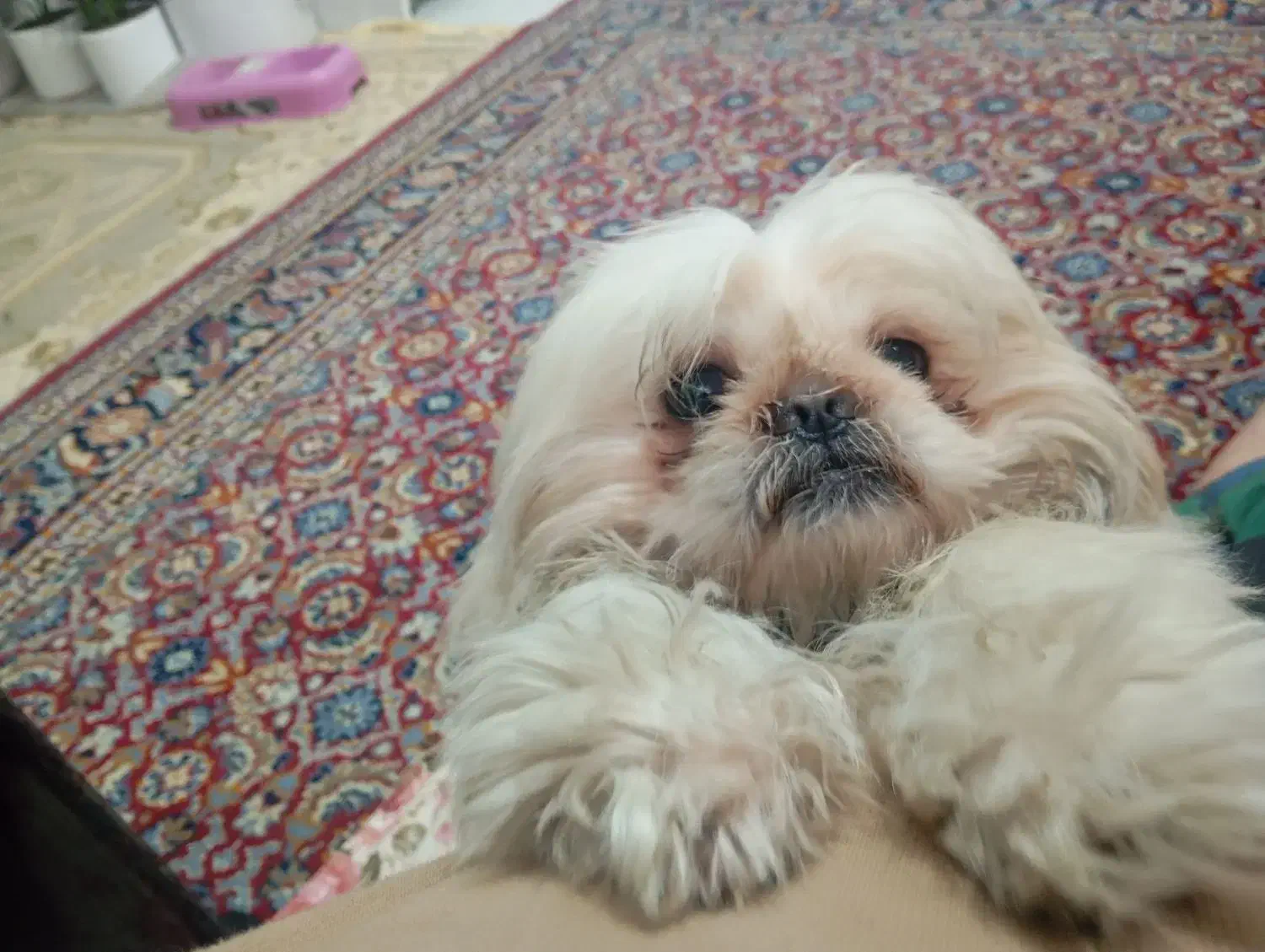 واگذاری پاپی|سگ|گلبهار, شهر جدید گلبهار|دیوار