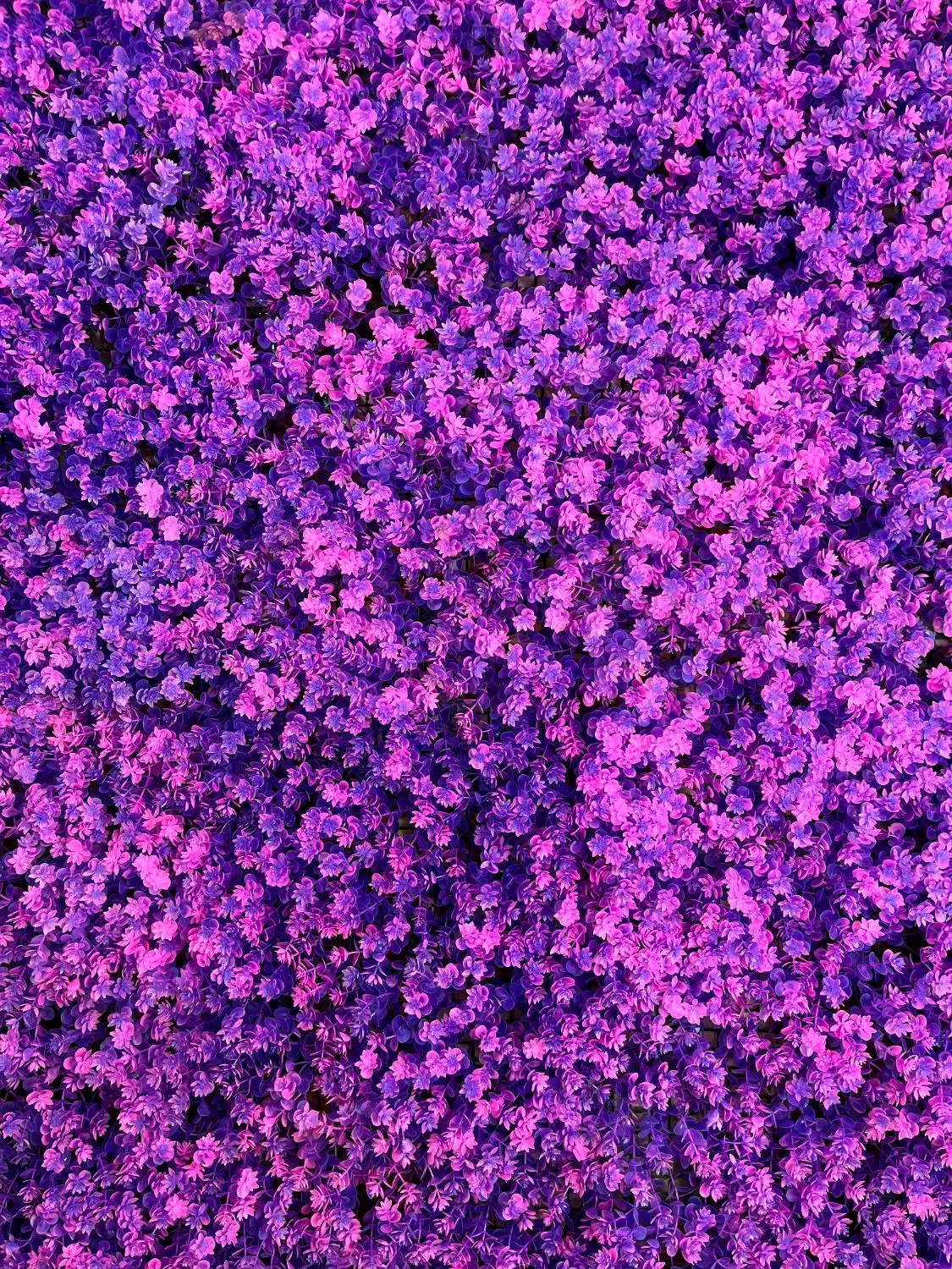 بکگراند سالن زیبایی و عکاسی|آرایشگاه و سالنهای زیبایی|صدرا-فارس, فاز ۱|دیوار